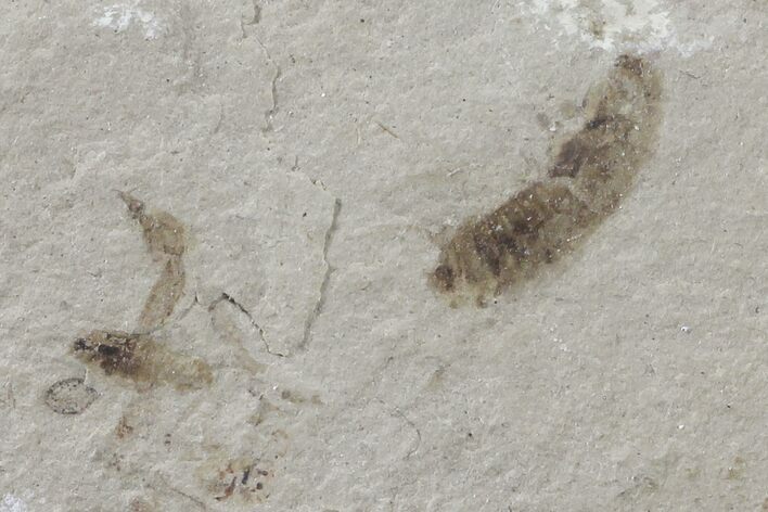Fossil Insect Cluster - Green River Formation, Utah #109210